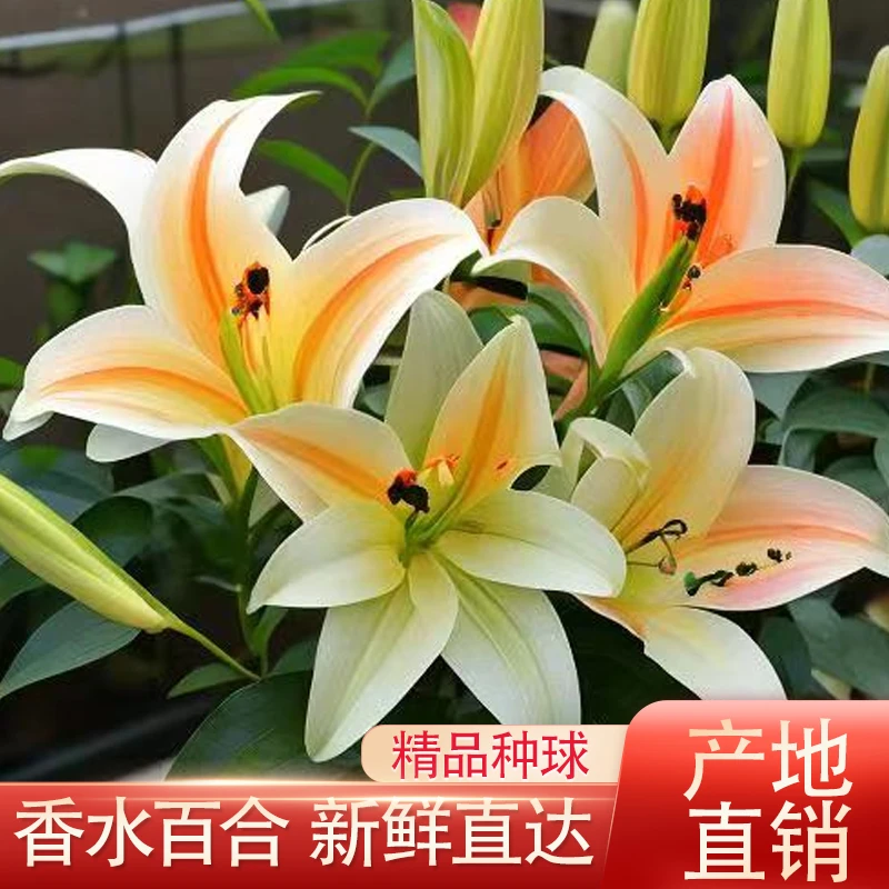 进口香水百合花种球带盆土发货香气非常耐寒耐旱种植花园开花对版