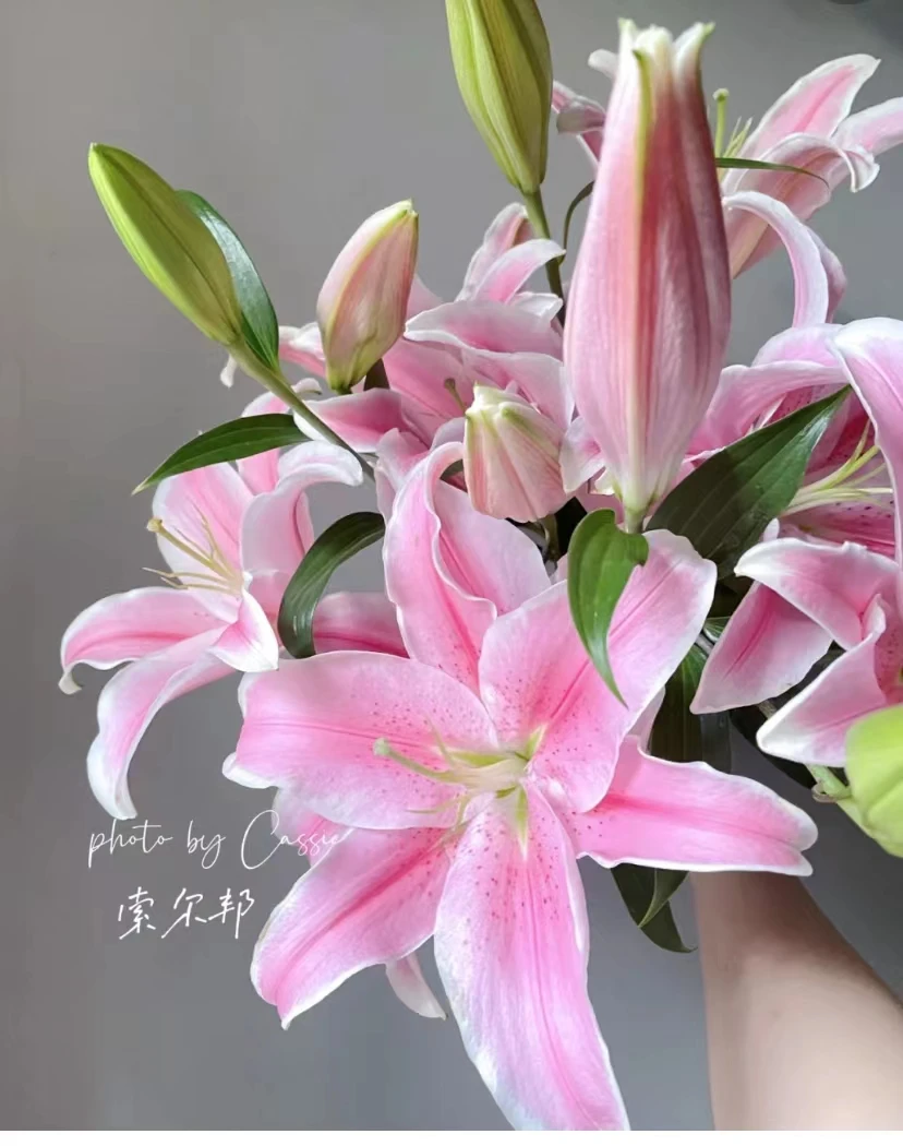 【 索尔邦】索尔邦香水百合多头5枝（20-25个花苞），粉色系浓香型（坤）