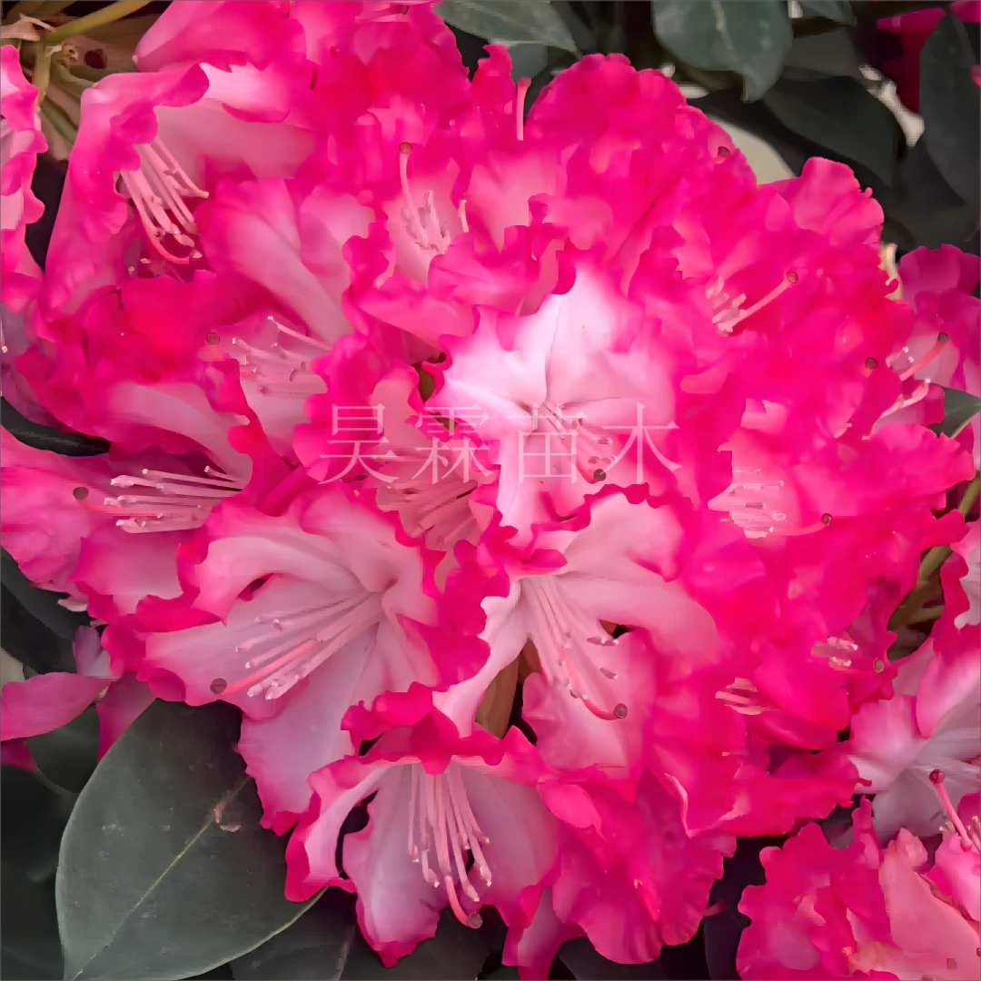 【红粉佳人3年苗】 高山杜鹃基地直销 庭院花卉 多年生木本绿植盆栽