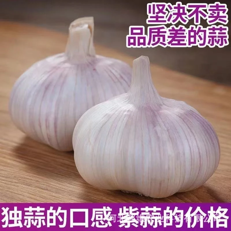 紫白皮大蒜优质干蒜严选农家自种大蒜头精品蒜瓣新鲜优质大蒜批发