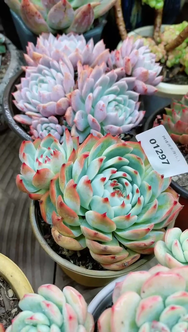 【闪购商品】01297多肉