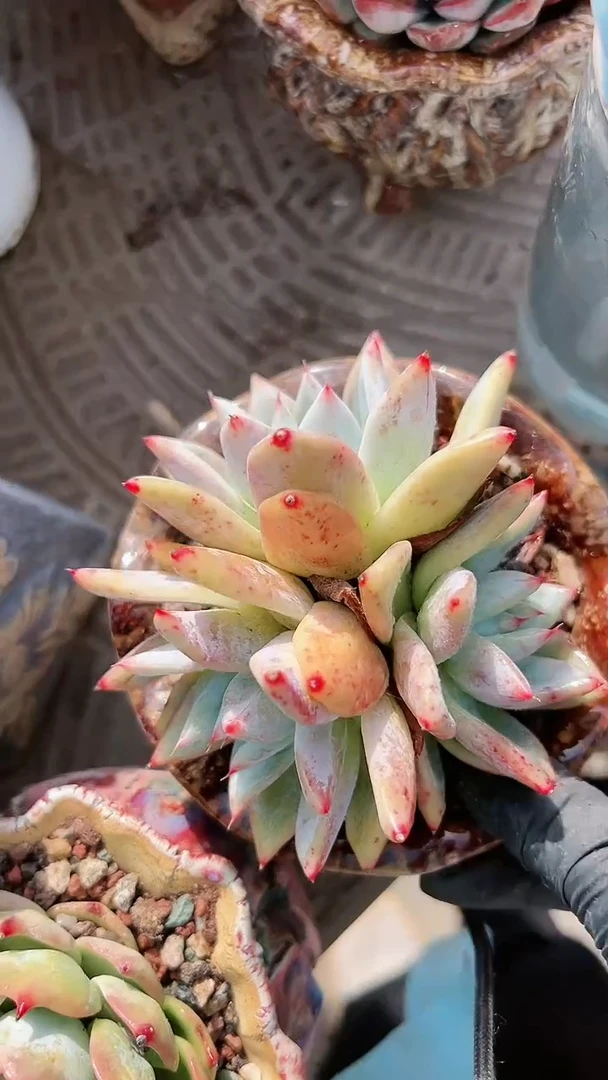 【闪购商品】23114多肉