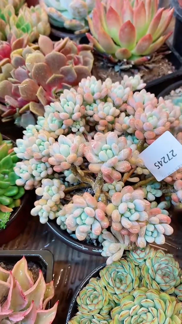 【闪购商品】27245