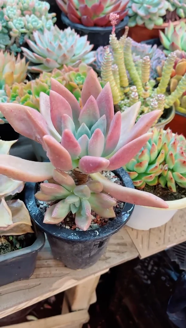 【闪购商品】26166