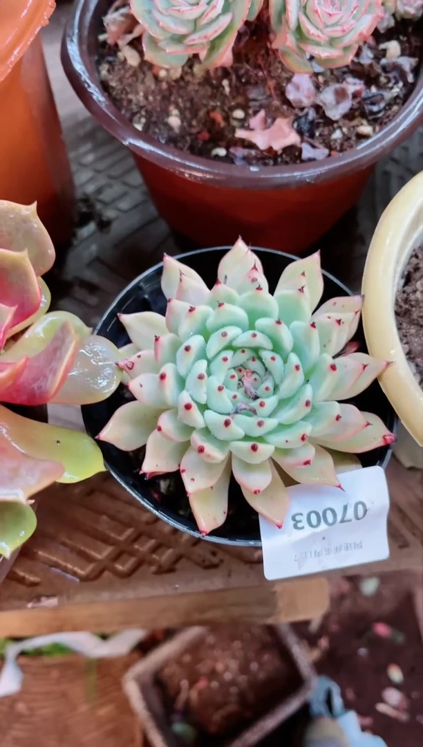 【闪购商品】07003多肉