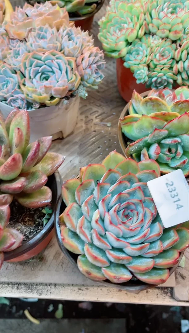 【闪购商品】23314