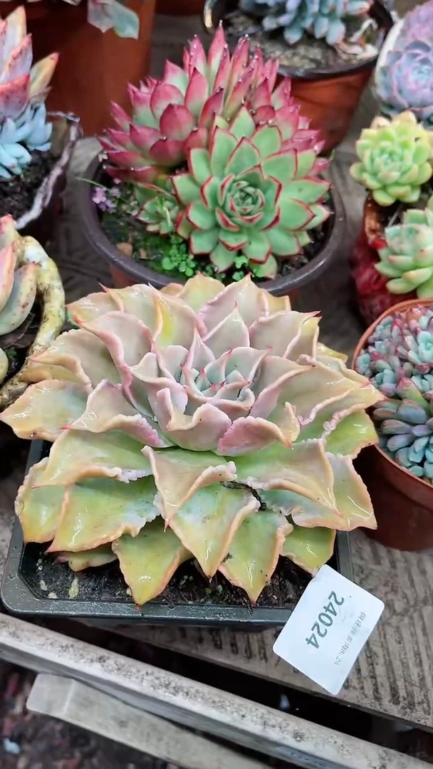 【闪购商品】24024多肉