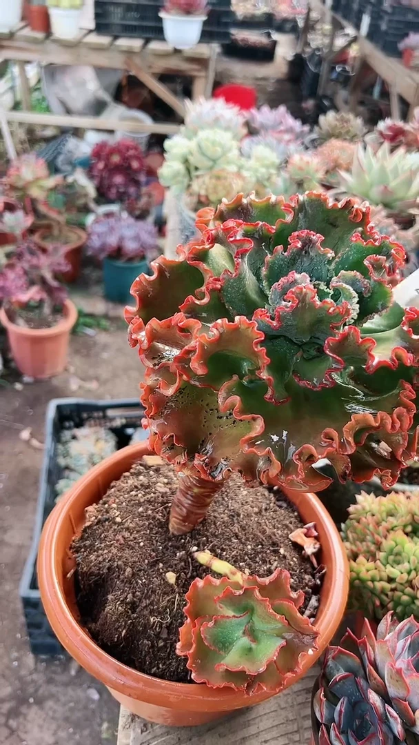 【闪购商品】21101多肉