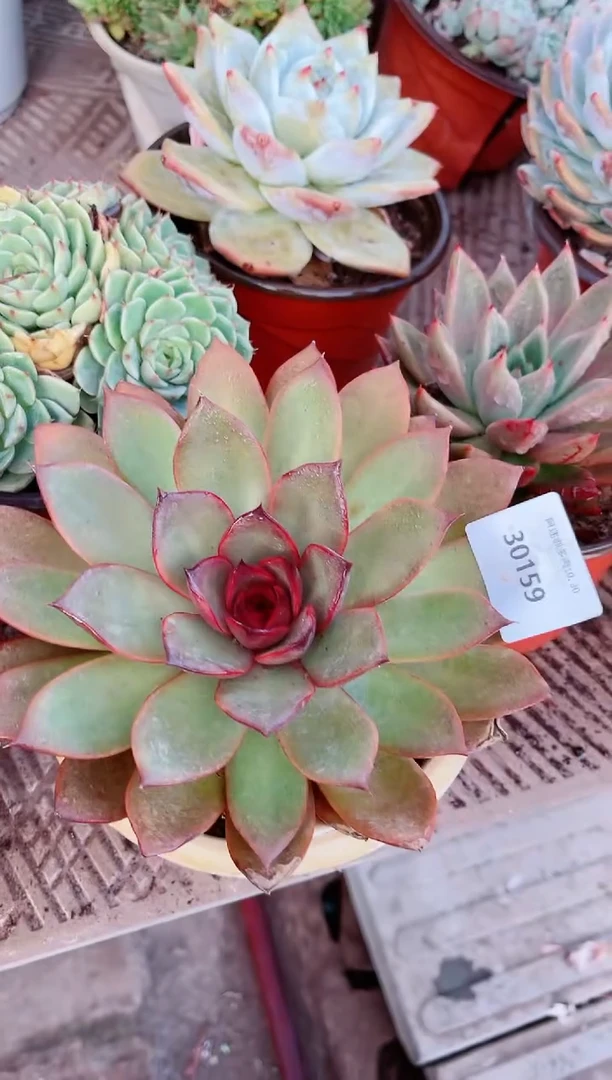 【闪购商品】30159多肉