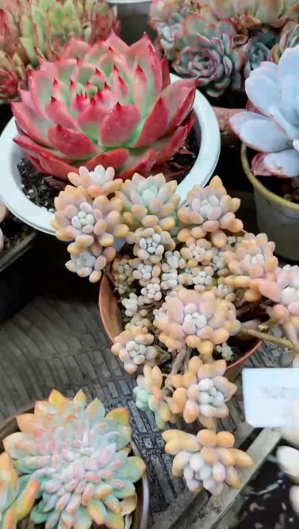 【闪购商品】01276多肉