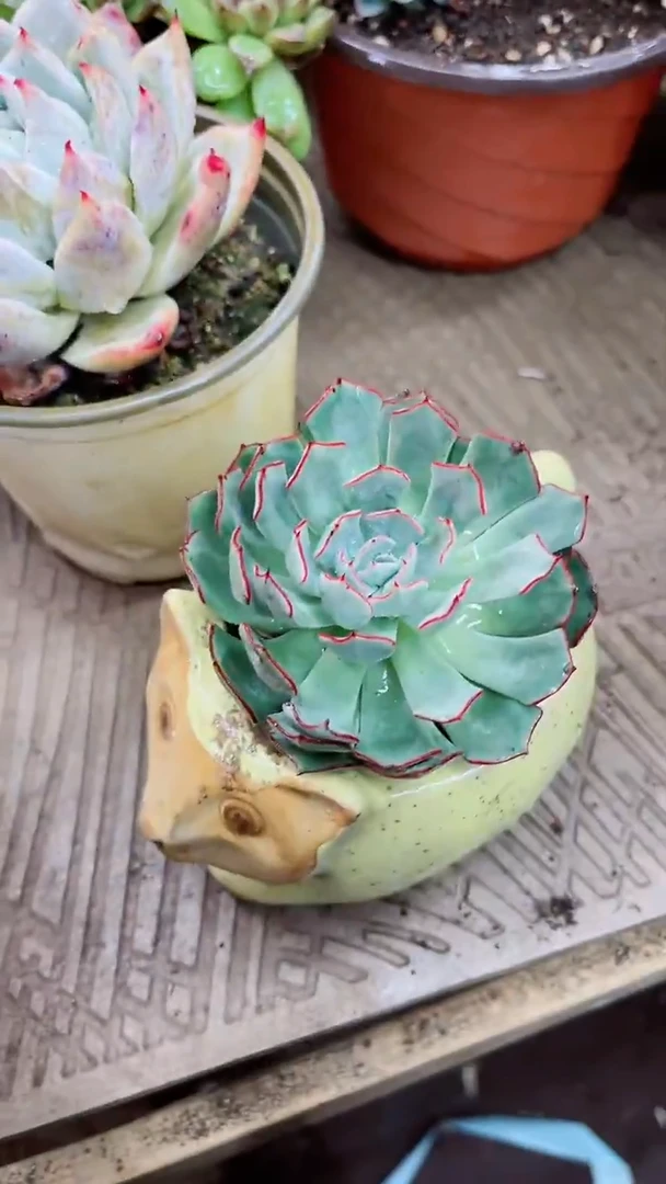 【闪购商品】08228