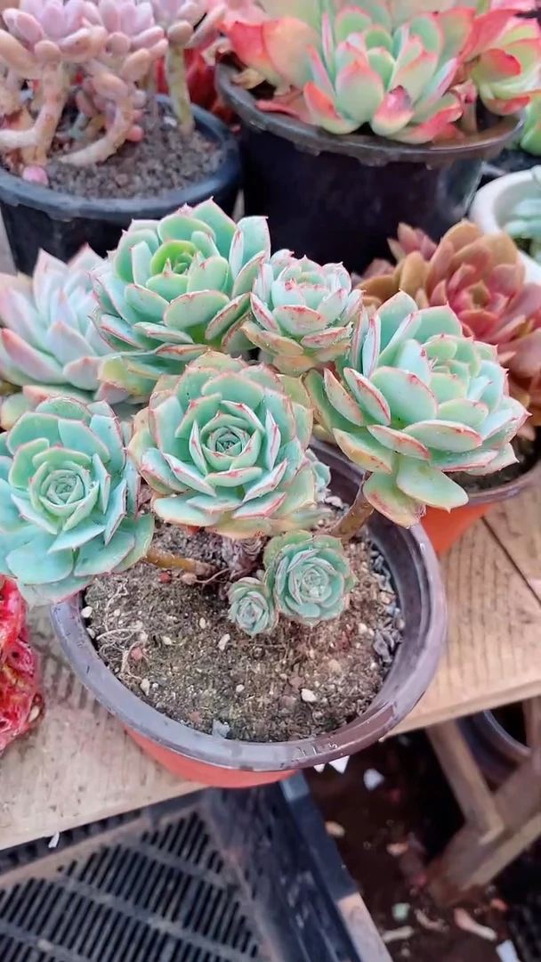 【闪购商品】08105