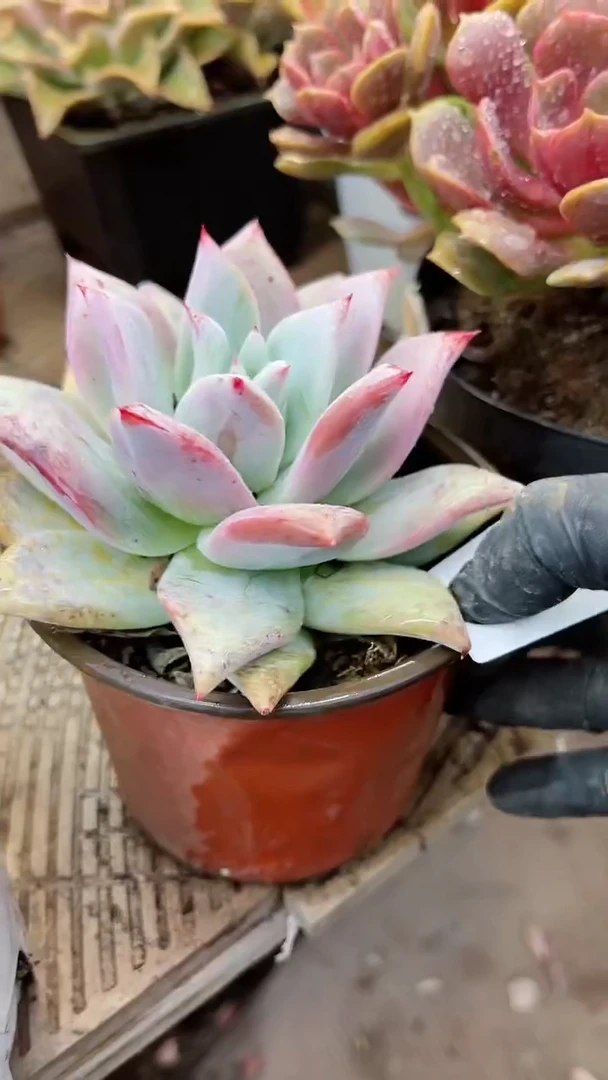 【闪购商品】19185