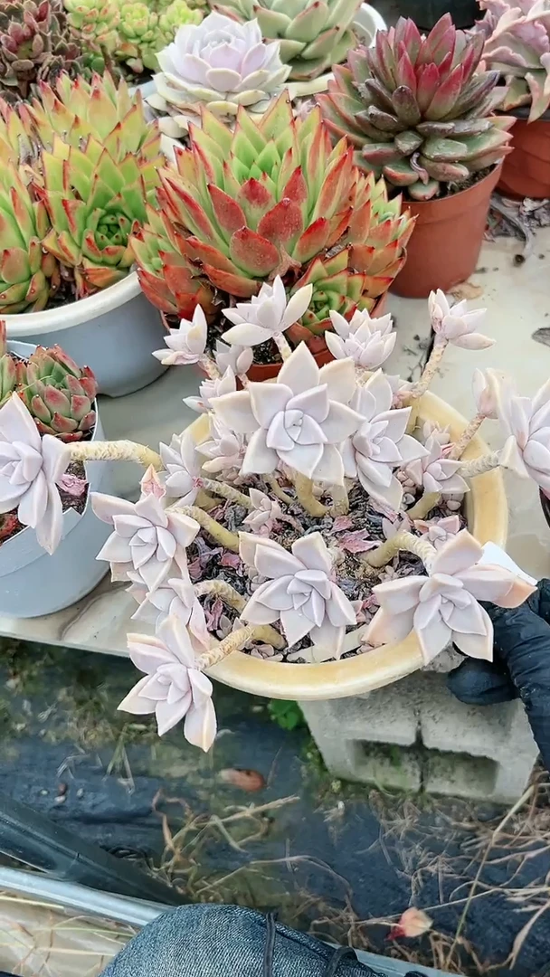 【闪购商品】20057多肉