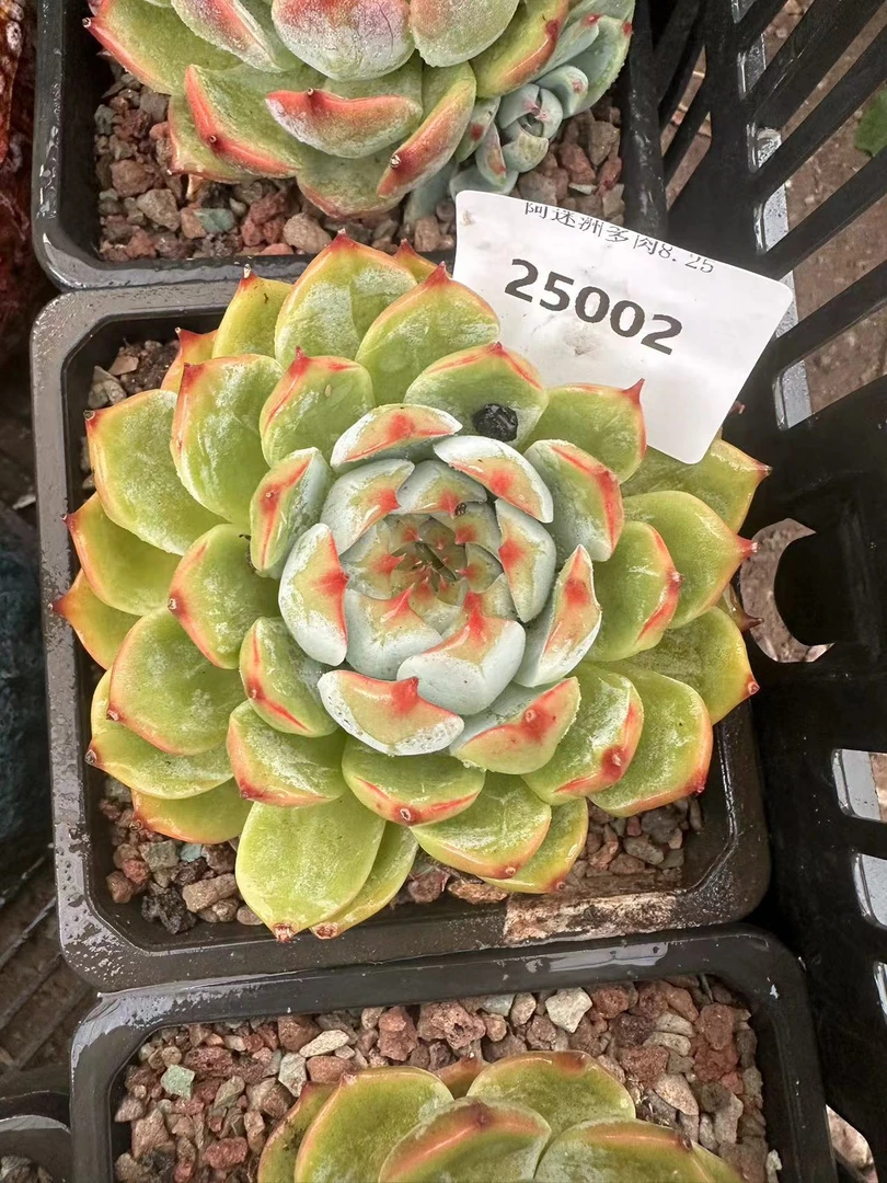 多肉植物精品吉娃1娃25002