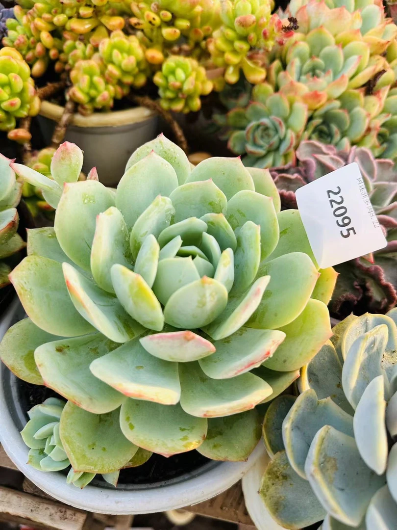 多肉植物精品22095