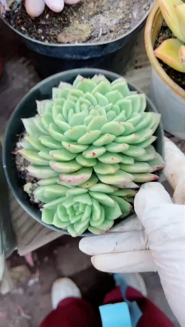 【闪购商品】27139多肉