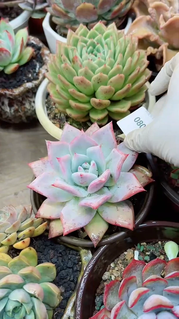 【闪购商品】08039