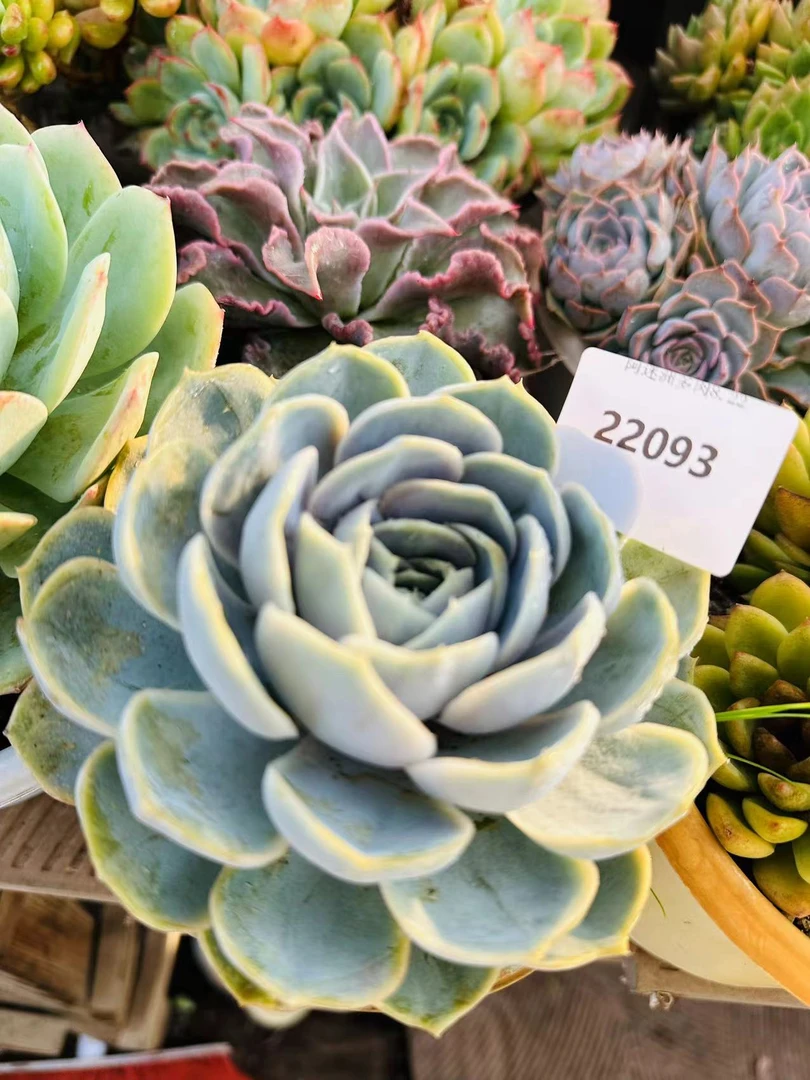 多肉植物精品22093