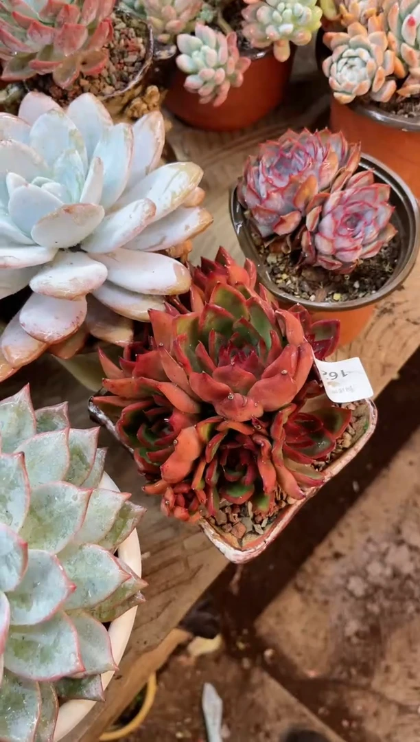 【闪购商品】16253