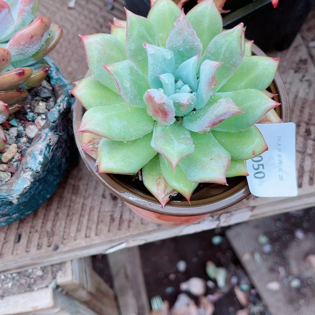 兔*?26050多肉植物