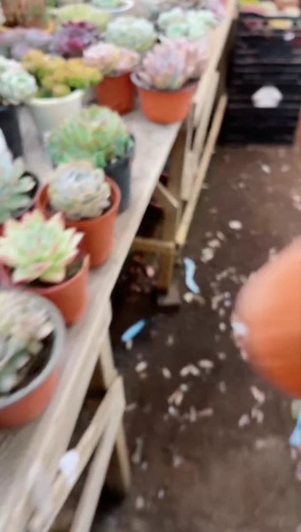 【闪购商品】16231多肉