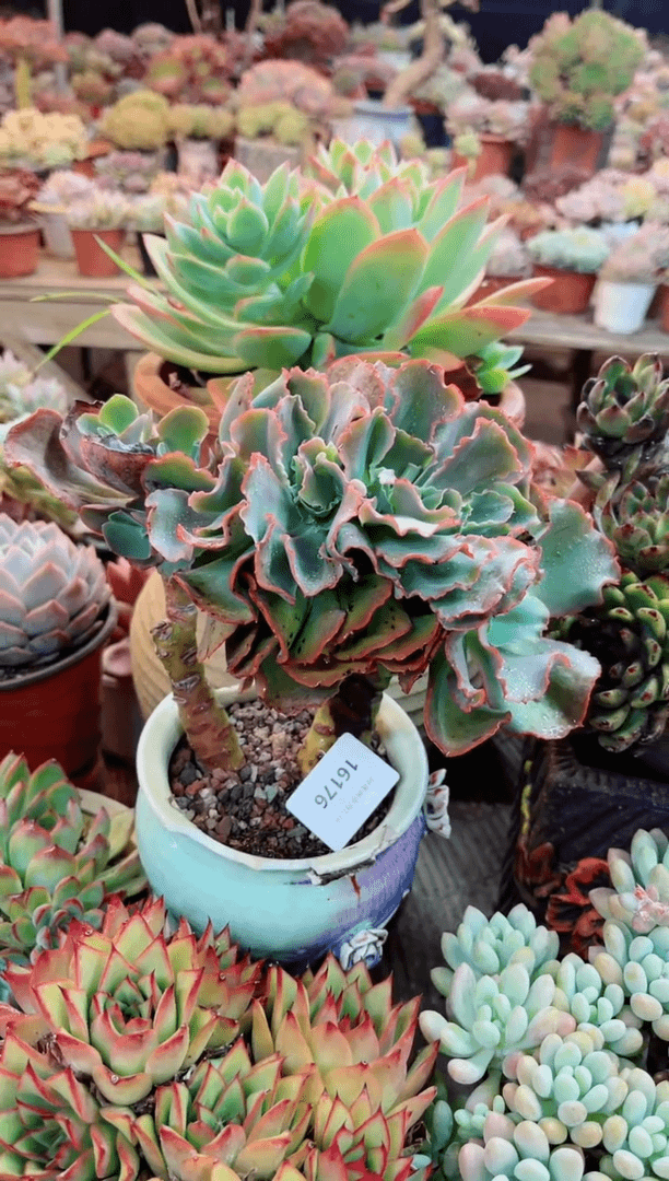 【闪购商品】16176多肉