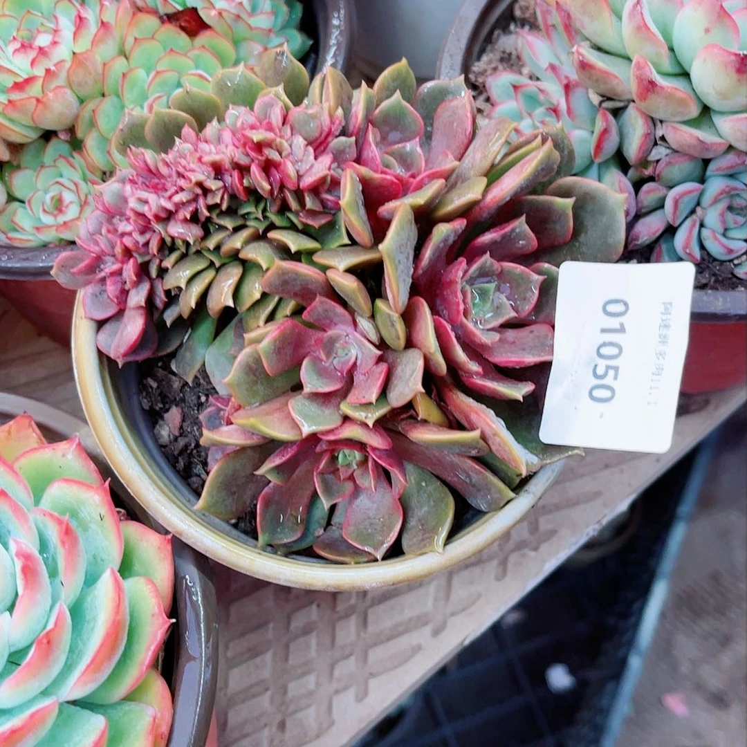 @****01050多肉植物