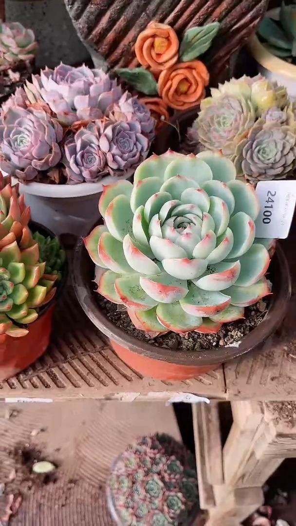 【闪购商品】241000测多肉