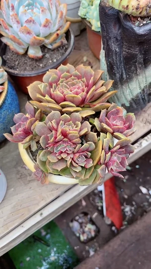 【闪购商品】21046多肉