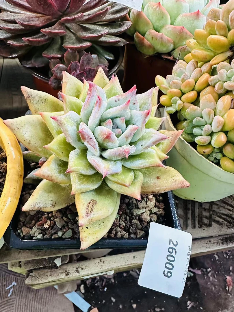 多肉植物精品祖母绿火26009