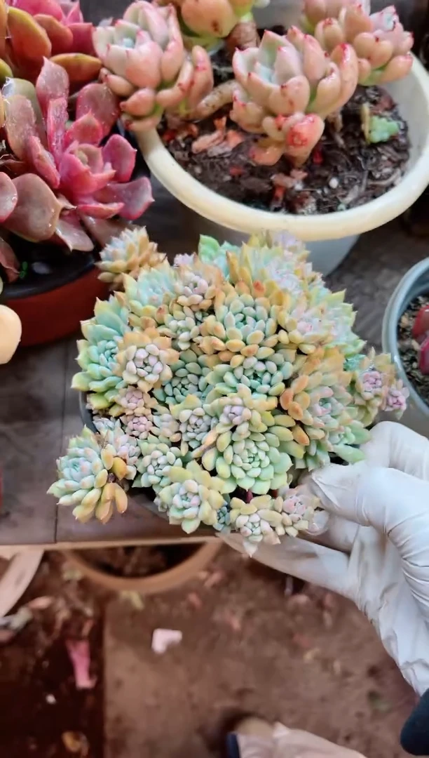 【闪购商品】25210多肉