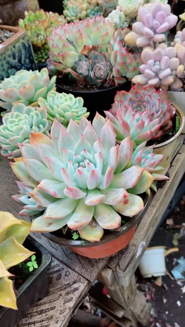 【闪购商品】07246