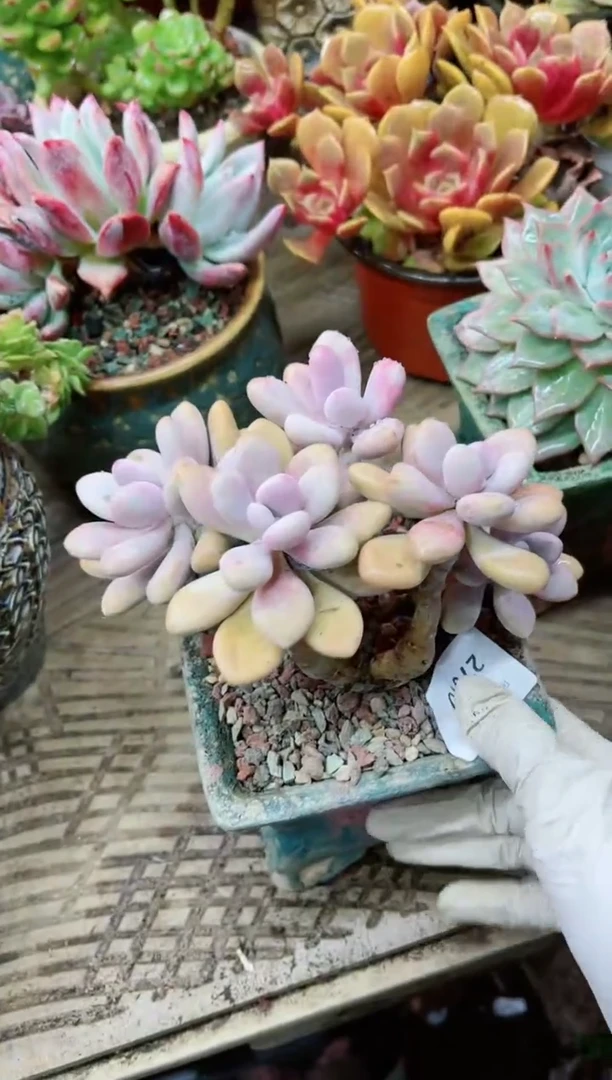 【闪购商品】27010多肉