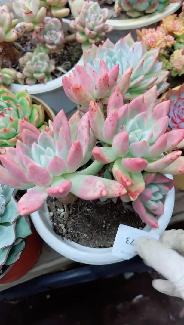 【闪购商品】30273多肉