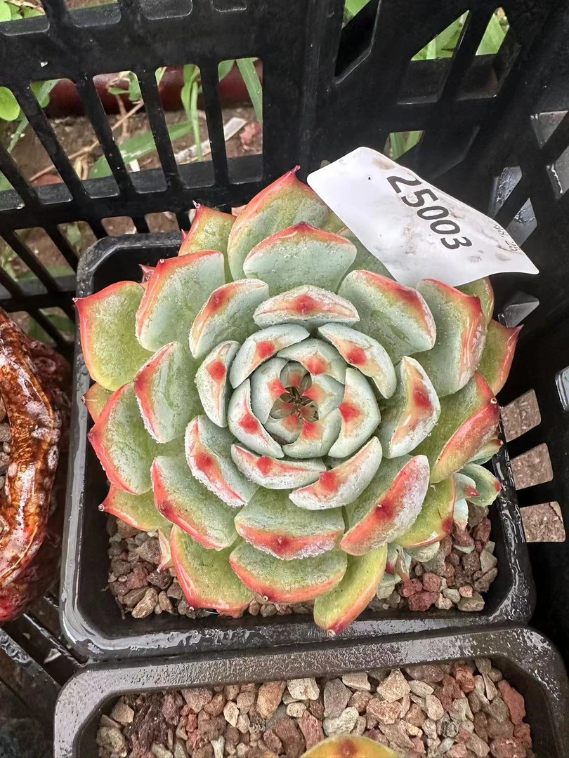 多肉植物精品水蜜3桃25003