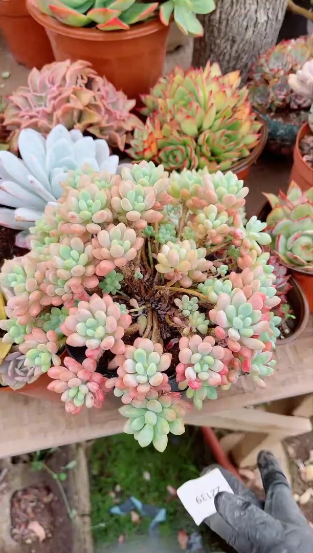 【闪购商品】22139