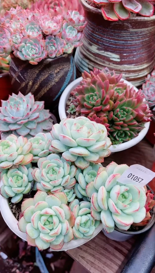 【闪购商品】01057多肉