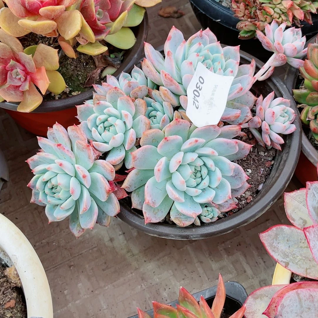 毛*03042多肉植物