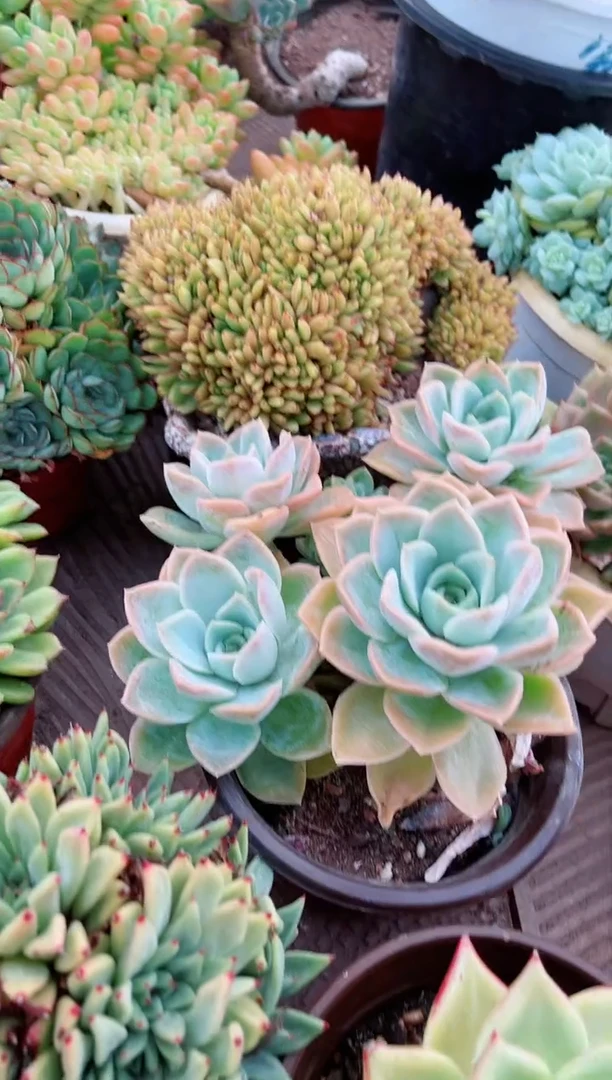 【闪购商品】24040