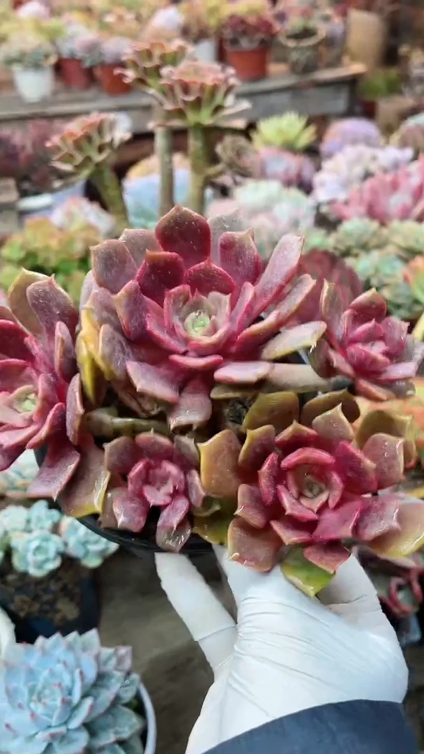 【闪购商品】19005多肉