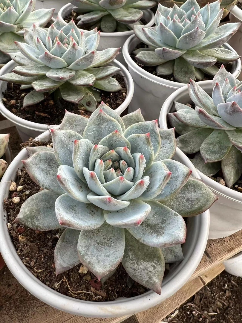 阿迷州多肉粉蓝鸟单头《多样性发其一》