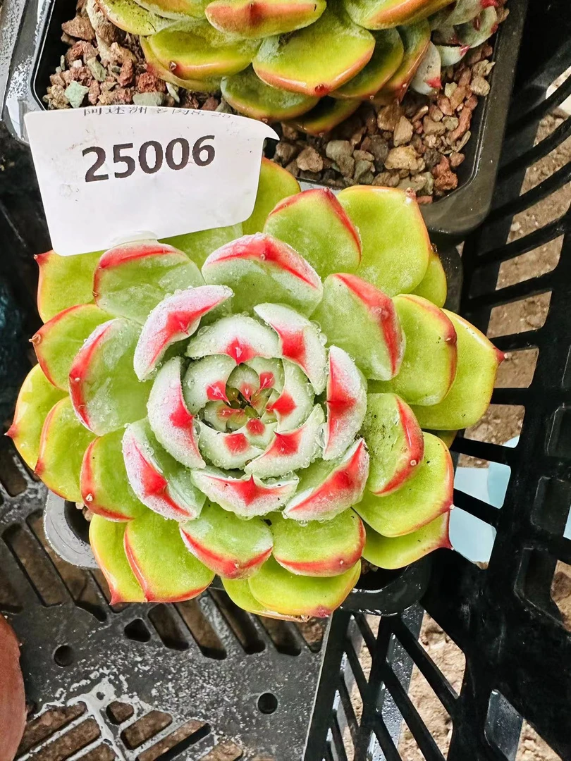 多肉植物精品谁蜜桃25006