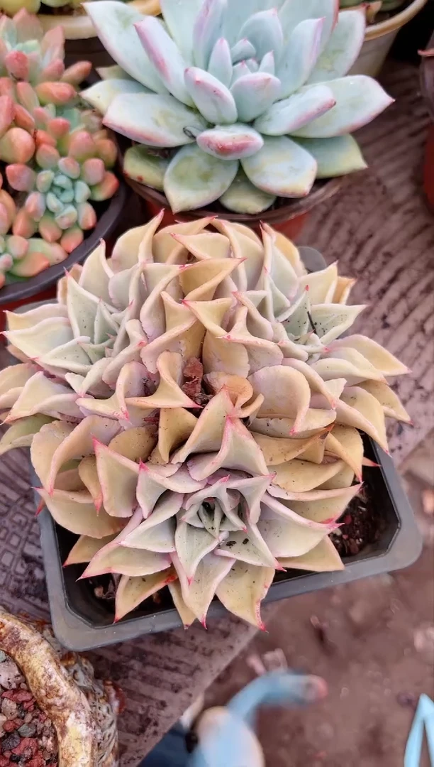 【闪购商品】20206多肉