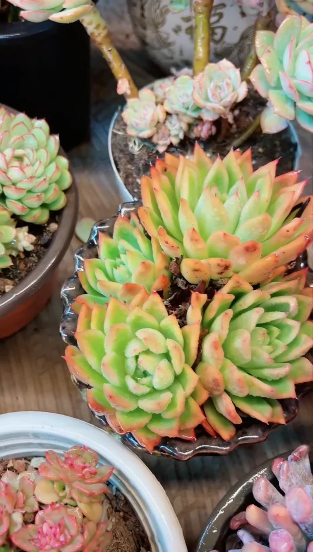 【闪购商品】27235多肉