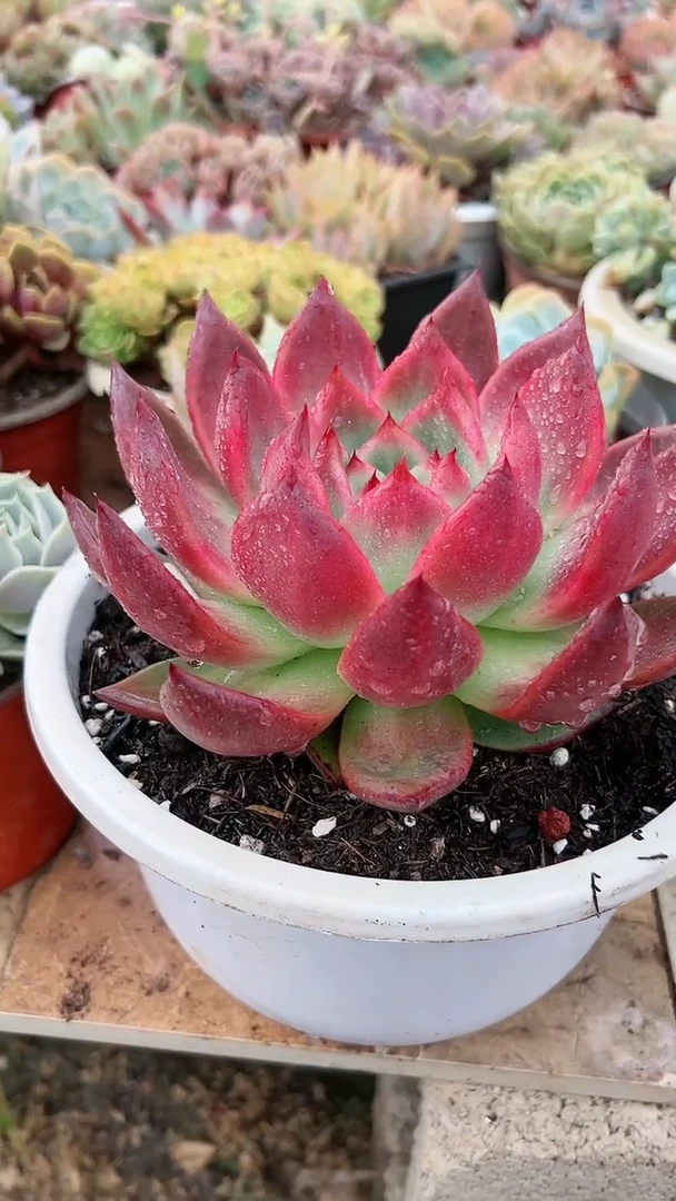 【闪购商品】20048多肉