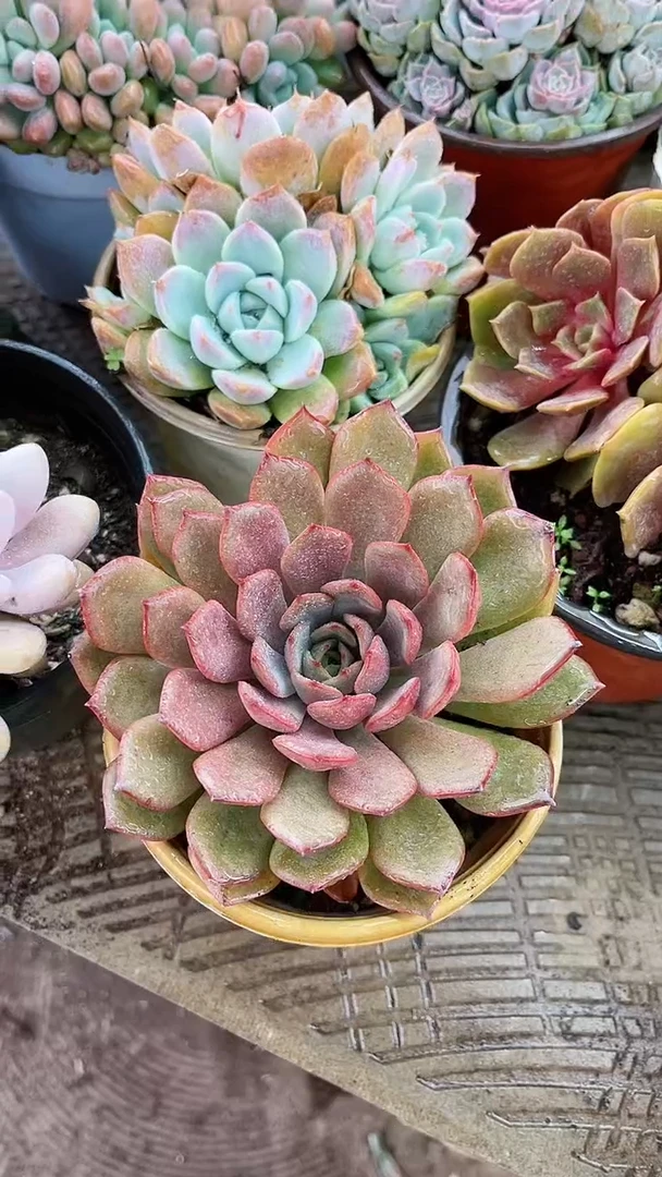 【闪购商品】21077