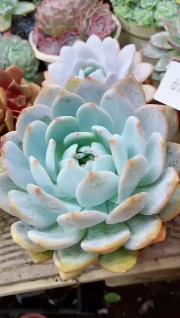 【闪购商品】07243