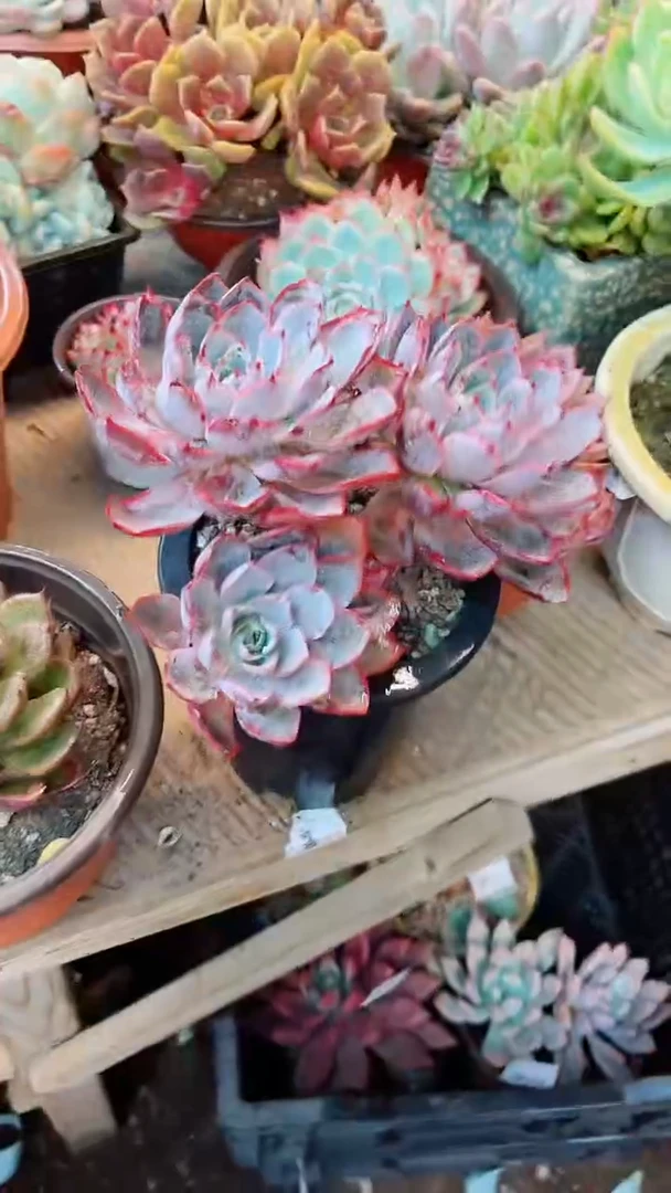 【闪购商品】27346