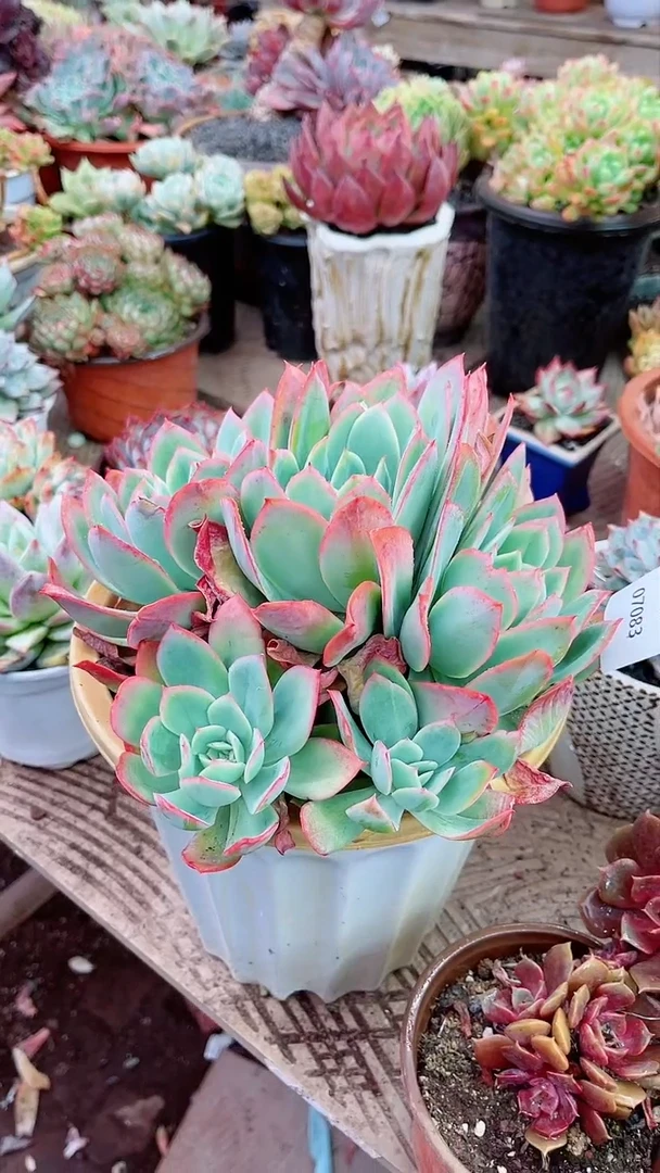 【闪购商品】07083